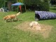 Thumbs/tn_Bild 068.jpg